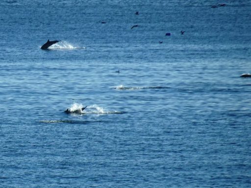 Avistamiento de delfines